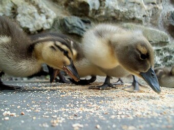 Baby mallards hatch every year at Briar holiday cottages Lochearhead